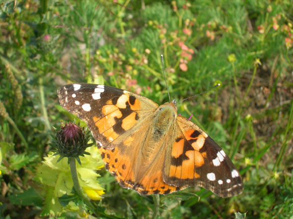 Vanessa cardui